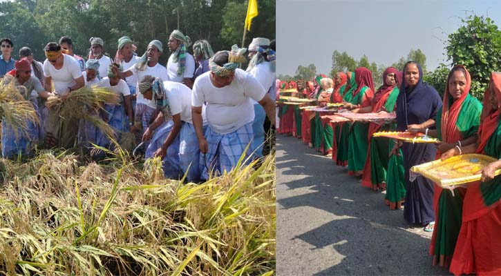 মিরসরাইয়ে ব্যতিক্রমী ধানকাটা উৎসব