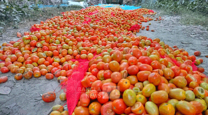 অবৈধ পন্থায় টমেটো পাকানোর দায়ে কৃষকের জরিমানা