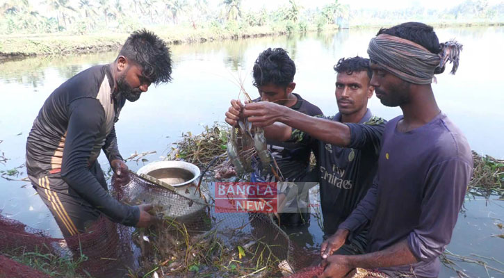 ভরা মৌসুমে গলদার দরপতন, লোকসান শঙ্কায় চাষিরা