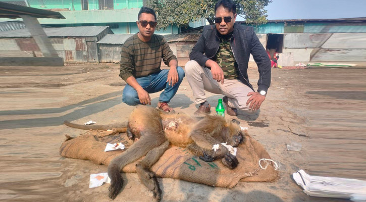 কুষ্টিয়ায় বিদ্যুৎস্পৃষ্টে আহত হনুমানের মৃত্যু