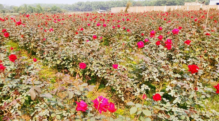 ৩ উৎসব ঘিরে সাভারে গোলাপ বিক্রির লক্ষ্যমাত্রা ২০ কোটি টাকা