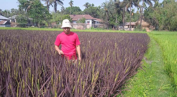 বেগুনি ধানে রঙিন দিনের হাতছানি