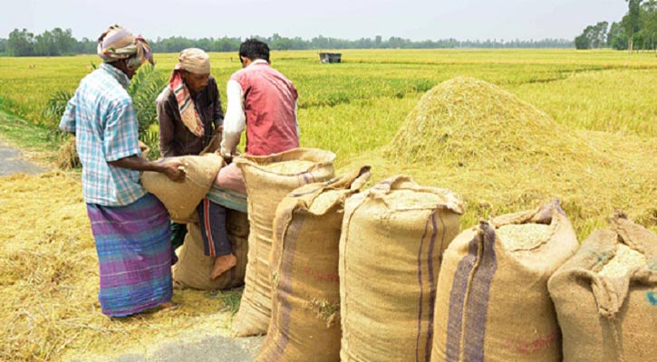 ৩০ টাকায় বোরো ধান, ৪৪ টাকায় চাল কিনবে সরকার