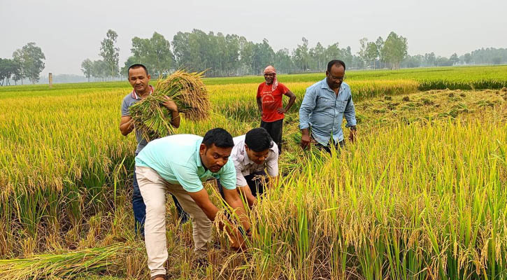 এবার কৃষকের ১ বিঘা ধান কাটলেন ৪ সাংবাদিক