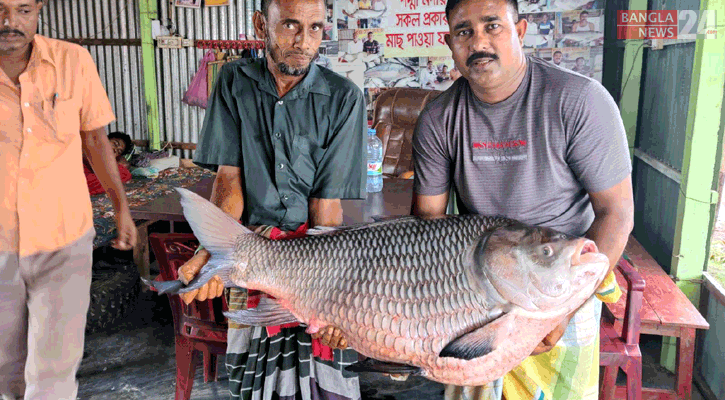 পদ্মায় ধরা পড়ল সাড়ে ২৭ কেজির কাতল, বিক্রি অর্ধ লাখ টাকা