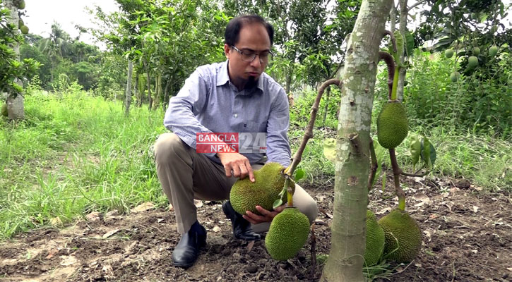 গোপালগঞ্জে আঠাহীন বারোমাসি কাঁঠালের জাত, চারার জন্য ভিড়