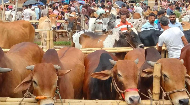 জমে উঠেছে সাতমাইল কোরবানির পশুর হাট 