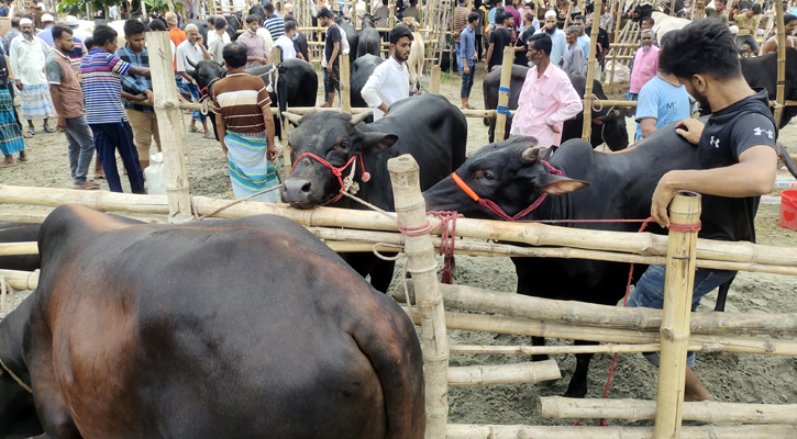 শরীয়তপুরে কোরবানির জন্য প্রস্তুত সাড়ে ৪৬ হাজার গবাদি পশু