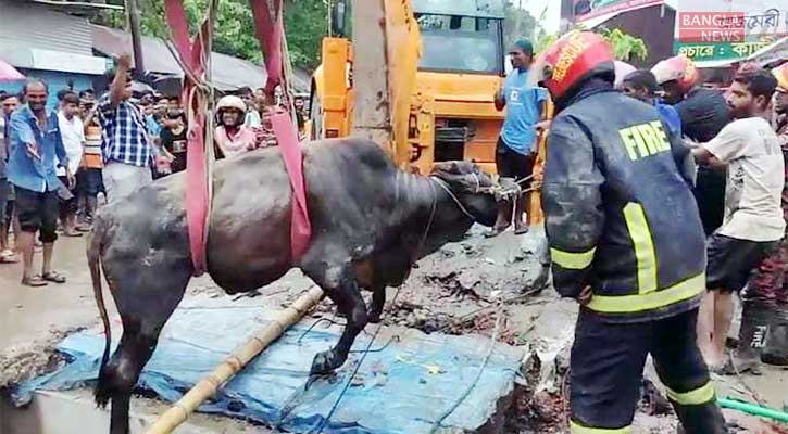 লাখ টাকার গরু পড়ে গেল ড্রেনে, ১৬ ঘণ্টা পর উদ্ধার