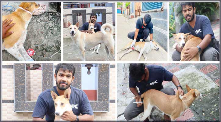 বেওয়ারিশ প্রাণীর সেবায় সময় কাটে সাহিত্য আকনের