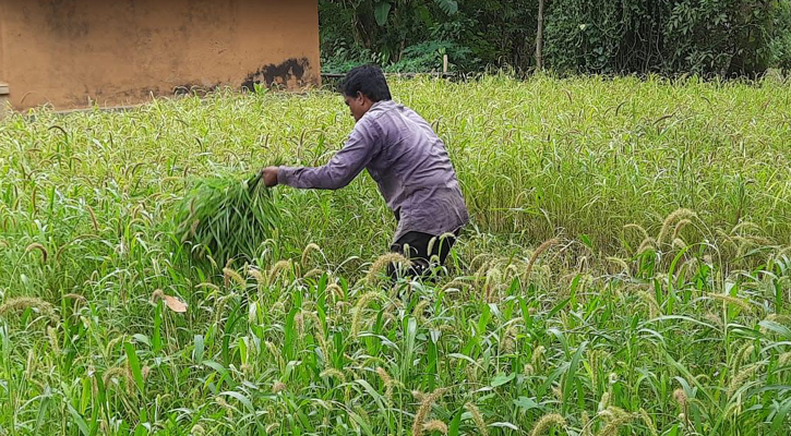 মিলেট চাষে আশাবাদী ত্রিপুরার চাষিরা