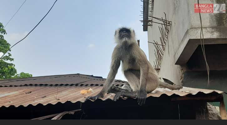 খাবারের সন্ধানে ফরিদপুরের লোকালয়ে হনুমান