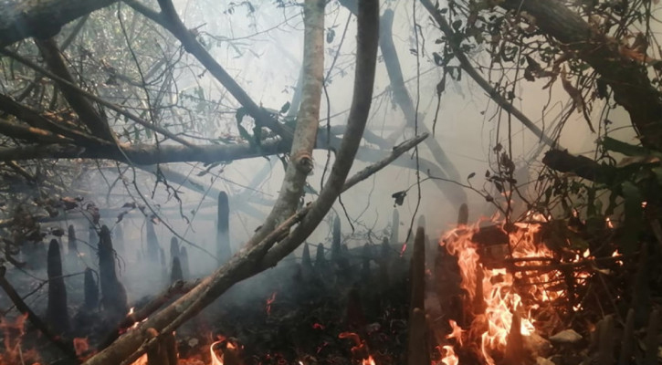 সুন্দরবনে আগুন, নেভানোর চেষ্টায় বনকর্মীরা