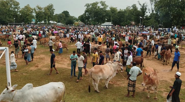 ঈদ উপলক্ষে ত্রিপুরায় জমজমাট পশুর হাট