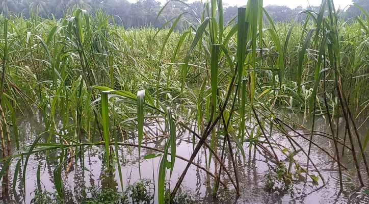 চাঁদপুরে জলাবদ্ধতায় রোপা আমনসহ আখের ব্যাপক ক্ষতি