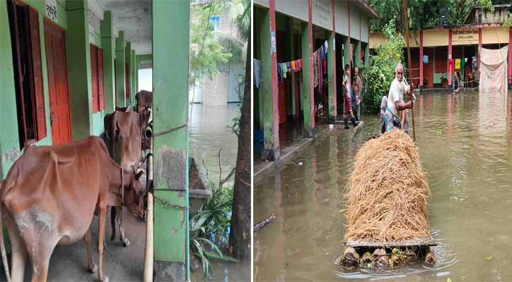 লক্ষ্মীপুরে গবাদিপশু নিয়ে মানুষের চরম ভোগান্তি