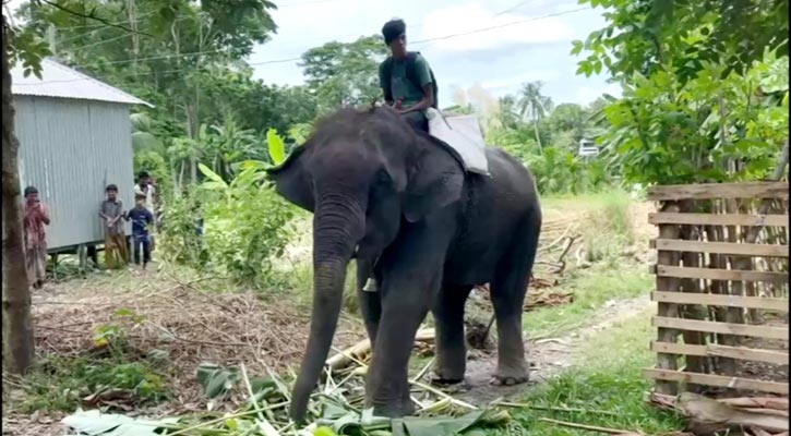 কোটালীপাড়ায় হাতির পায়ে পিষ্ট মাহুত নজরুল