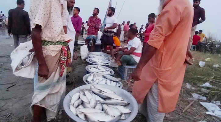 নিষেধাজ্ঞার মধ্যে ইলিশ কিনতে পদ্মার পাড়ে ক্রেতাদের ভিড়