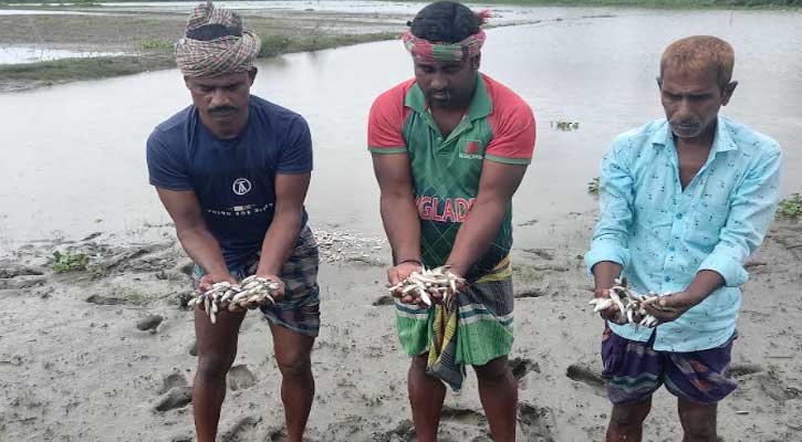 গোয়ালন্দে মাছের ঘেরে বিষ প্রয়োগ, লাখ টাকার ক্ষতি