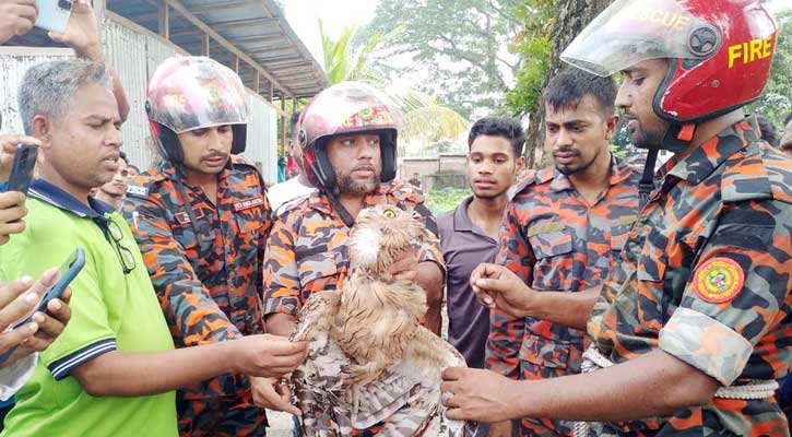 ঘুড়ির সুতায় আটকে যাওয়া পেঁচা উদ্ধার করল ফায়ার সার্ভিস 