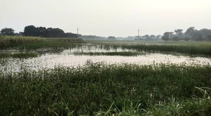 অবৈধভাবে পুকুর খননে জলাবদ্ধতা, হুমকির মুখে ৩০০ বিঘা জমি