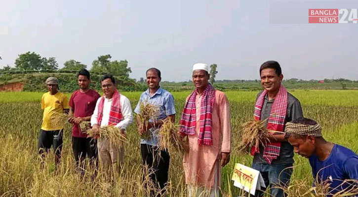 চা বাগানের পরিত্যক্ত জায়গায় বহু প্রজাতির ধানের সফল চাষ