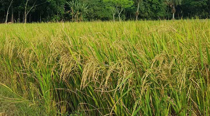 ব্রি হাইব্রিড ধান-৬ আমনে খাদ্য নিরাপত্তা দেবে