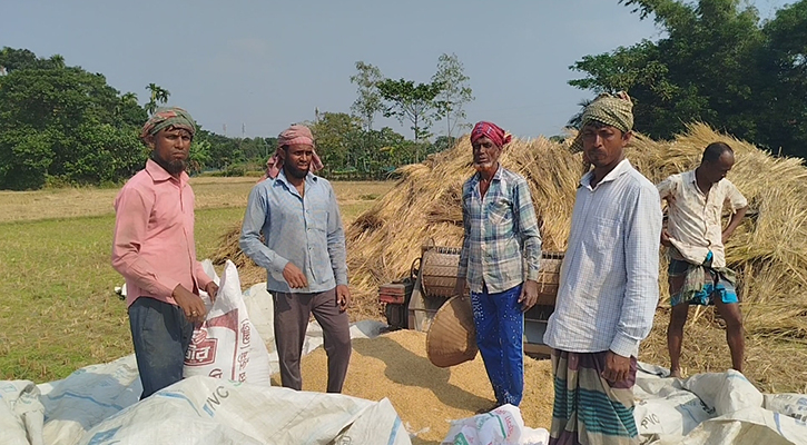 নেত্রকোনায় আমন ধান কাটা শুরু, ক্ষতি পুষিয়ে নিতে সরিষা আবাদের পরামর্শ 