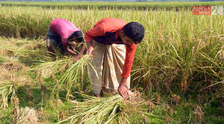 সোনারঙা ধান ঘরে তুলতে ব্যস্ত কৃষক 