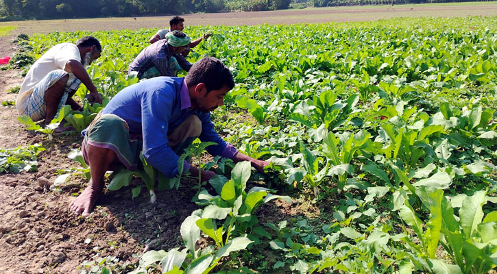 শীতকালীন ফসল নিয়ে ব্যস্ত সময় পার করছেন মাদারীপুরের কৃষক