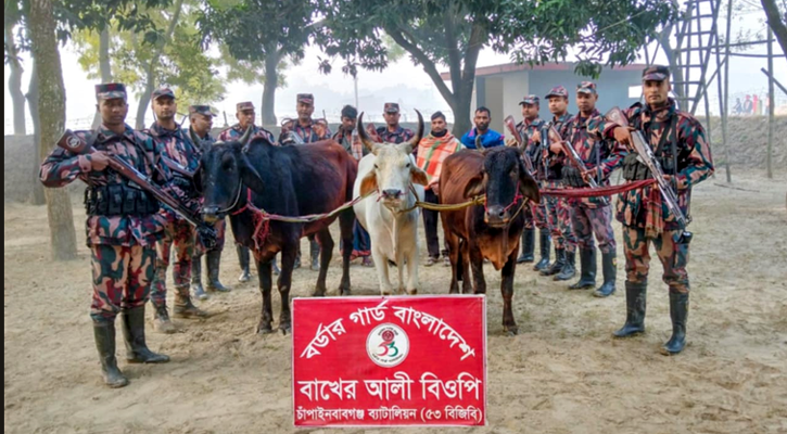 চাঁপাইনবাবগঞ্জ সীমান্তে ভারতীয় গরুসহ তিনজন আটক 