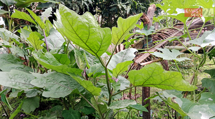 শীত-কুয়াশা তীব্র হলে ঝুঁকিতে পড়বে রবিশস্য, শঙ্কায় কৃষক