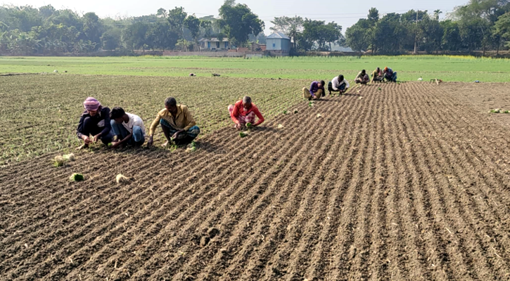 রাজবাড়ীতে হালি পেঁয়াজ চাষে ব্যস্ত কৃষকরা