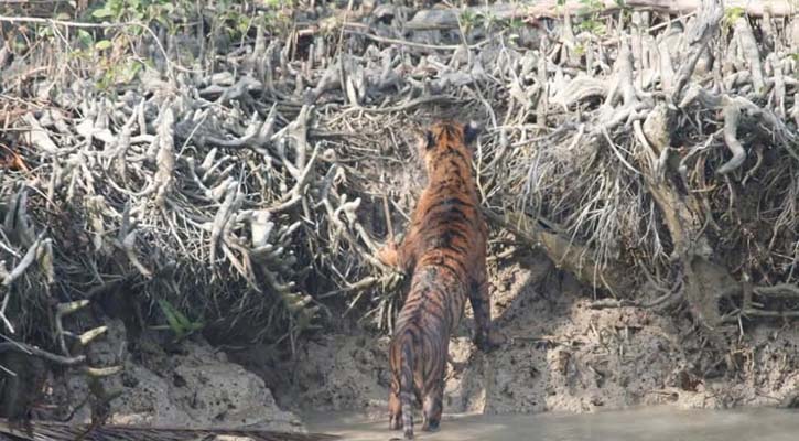 সুন্দরবনে ৩ বাঘের দেখা পেলেন পর্যটকরা, তুললেন ছবি