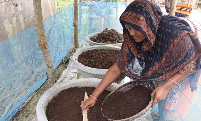 গরুর গোবর দিয়ে ভার্মি কম্পোস্ট সার উৎপাদন করে সংসারে সচ্ছলতা এনেছেন বরগুনার পাথরঘাটা পৌরসভার ৯ নম্বর ওয়ার্ডের বাসিন্দা রুবি আফরোজ, ছবি তুলেছেন শফিকুল ইসলাম খোকন