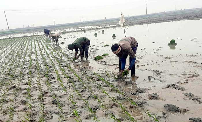 চারা রোপণে ব্যস্ত কৃষক।